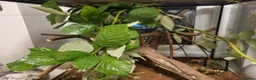 Stick Insects invertebrates for sale: Large Komodo Glass Terrarium Indian stick insects - Advert 9