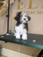 Maltipoo dogs - Advert 10