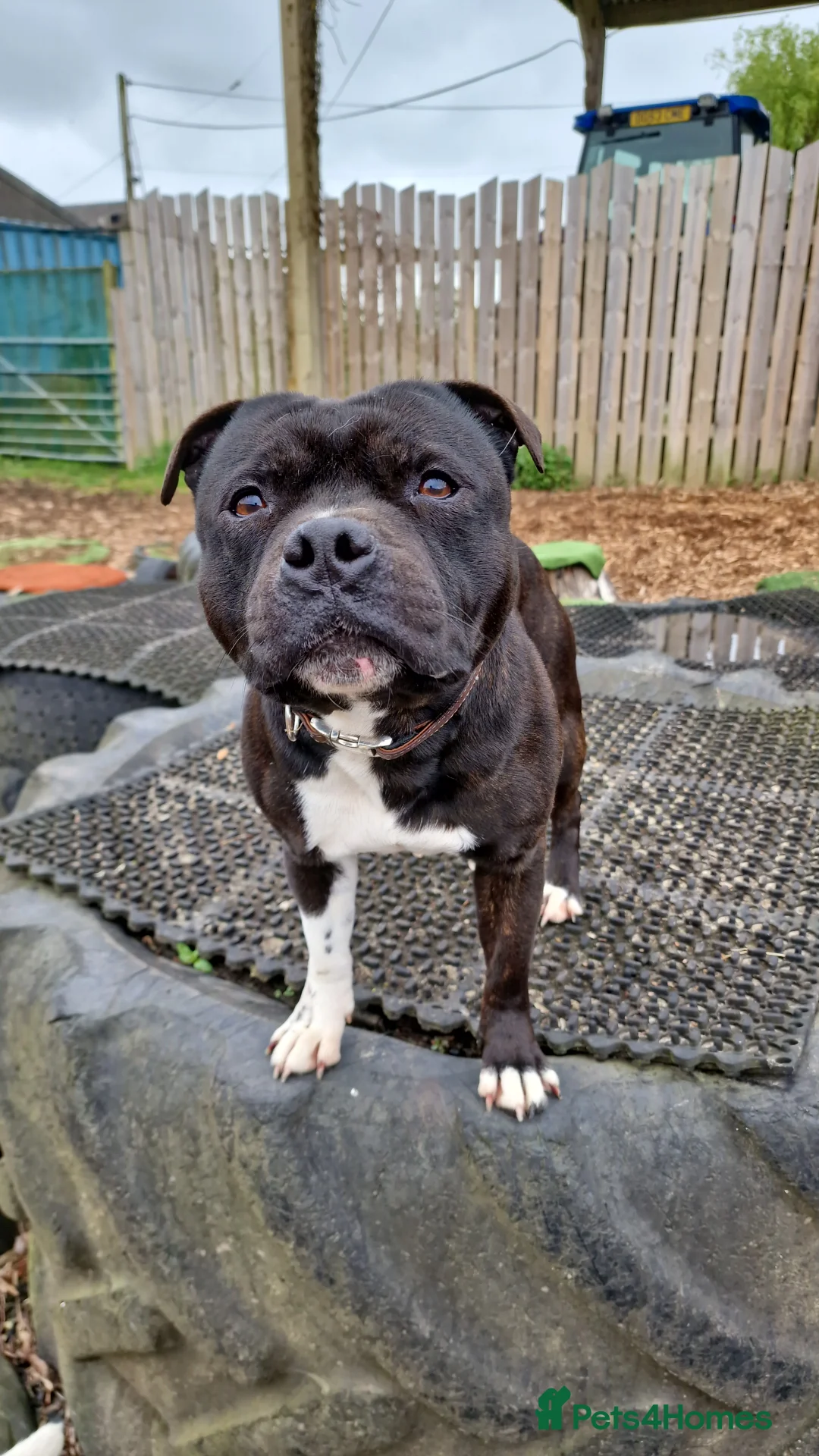 Staffordshire Bull Terrier dogs for stud: Are You Looking For Good Temperament And Quality?  in Battle - Advert 8