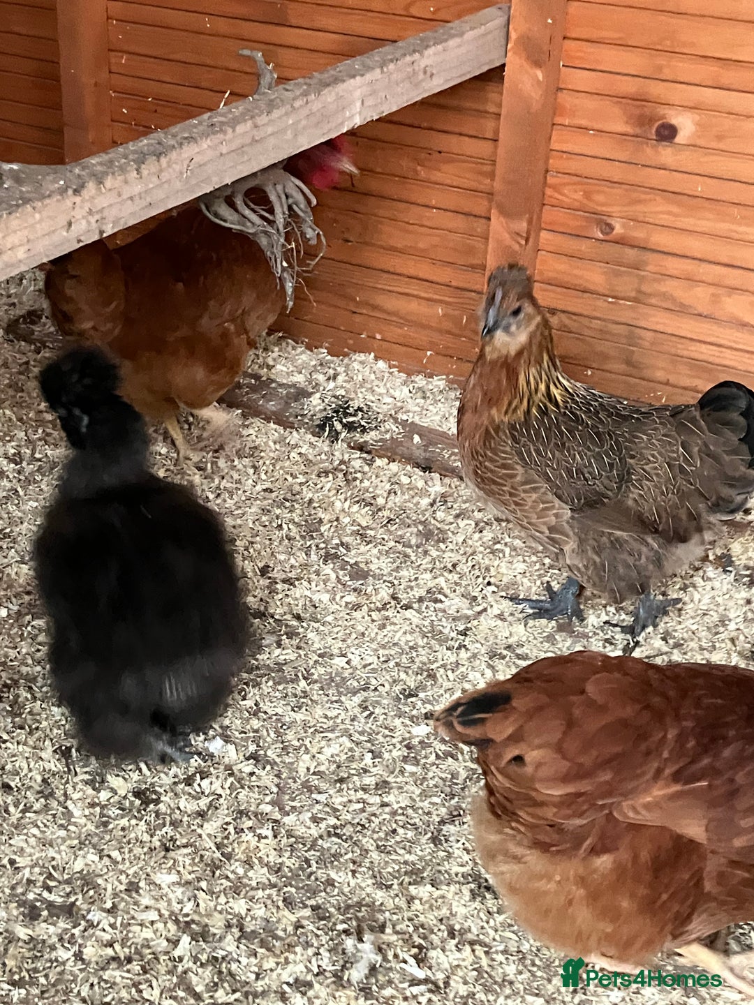 Chickens poultry for sale: Silkie hens, bantams and chicks  - Image 3