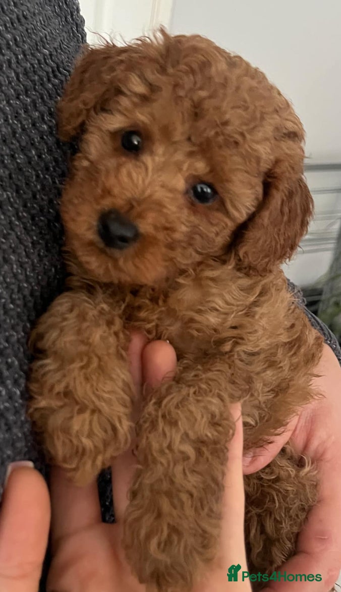 Toy Poodle dogs Pure toy poodle pups - Advert 13