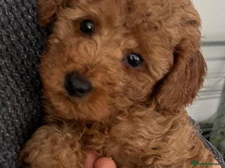 Toy Poodle dogs Pure toy poodle pups - Advert 14