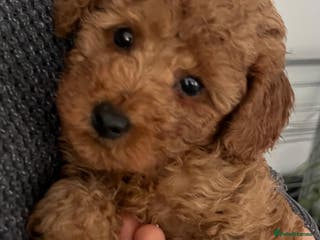 Toy Poodle dogs Pure toy poodle pups - Advert 14