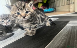 Mixed Breed cats for sale: 4 beautiful friendly mixed breed kittens for sale  in Northwich - Image 1