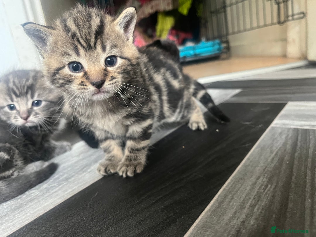 Mixed Breed cats for sale: 4 beautiful friendly mixed breed kittens for sale  in Northwich - Image 1