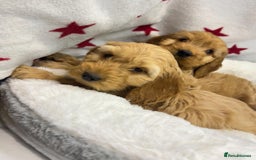 Cockapoo dogs for sale: Cockapoo puppies for sale - Image 9