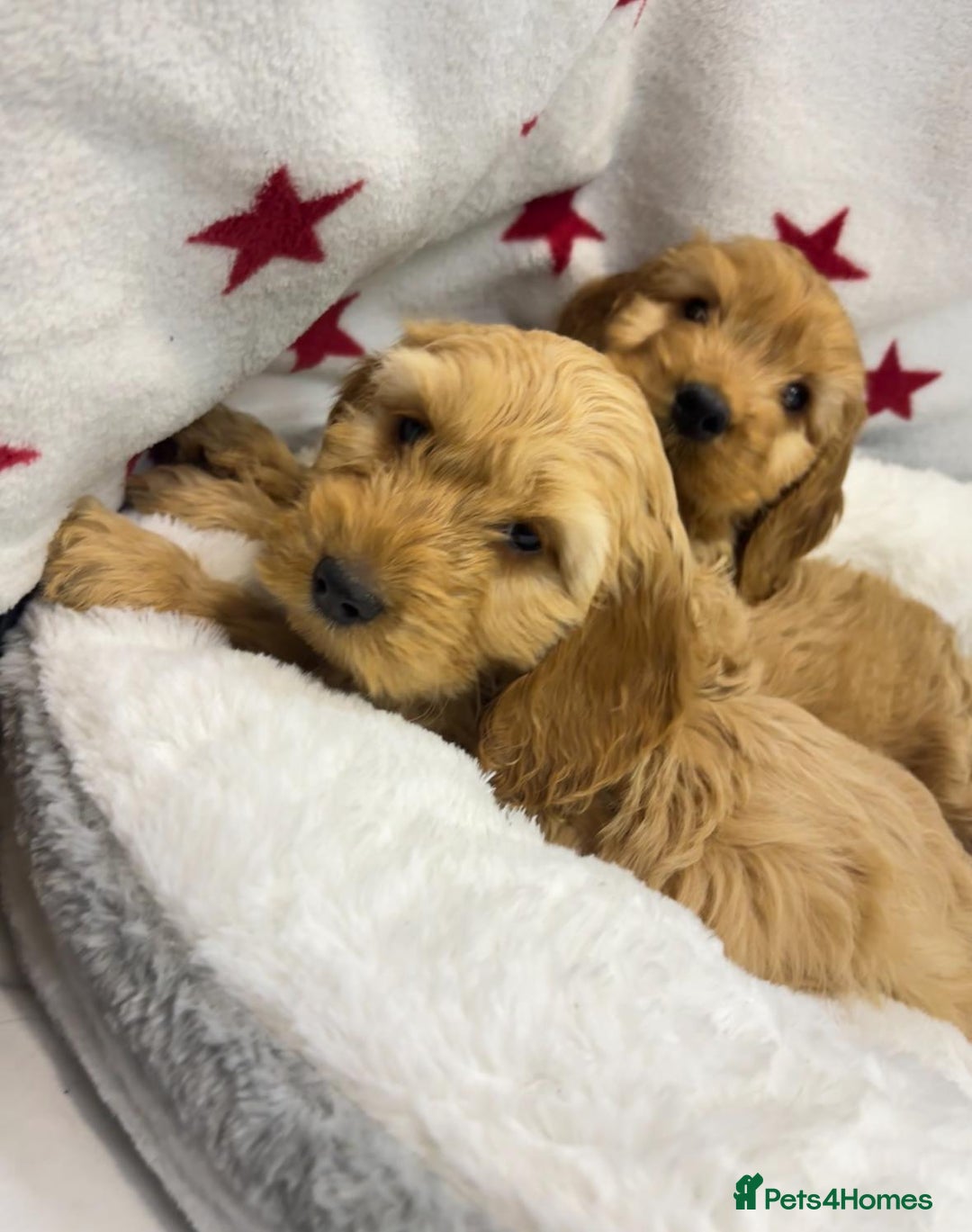 Cockapoo dogs for sale: Cockapoo puppies for sale - Image 9