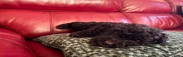 Cockapoo dogs for sale: 4 really to go F2 cocker puppies  in London - Advert 4
