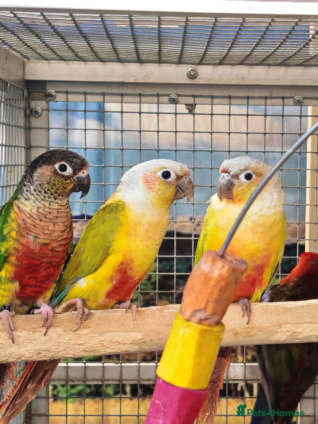 Parrots birds for sale: AMAZON/PARROTS/PARAKEETS!  - Advert 1