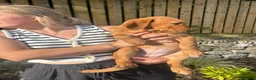 Labrador Retriever dogs for sale: Labrador puppies for sale ready now  - Advert 4