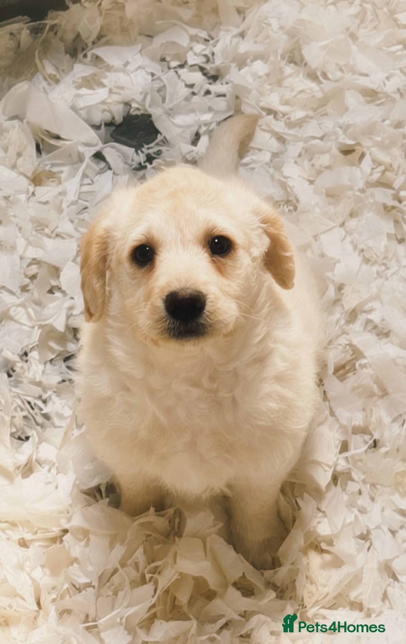 Labradoodle dogs READY NOW F1 Miniature Labradoodle.  - Advert 6