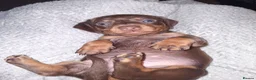 Miniature Dachshund dogs for sale: Beautiful Mini Dachshund Puppies  - Advert 16