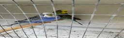 Budgerigars birds for sale: Beautiful 🤩 pair of budgies  - Advert 5