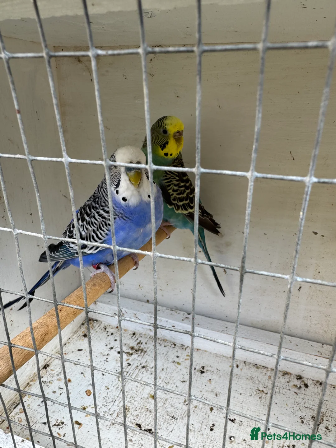 Budgerigars birds for sale: Beautiful 🤩 pair of budgies  - Advert 5