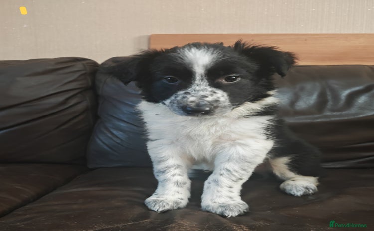 Border Collie dogs - Advert 1