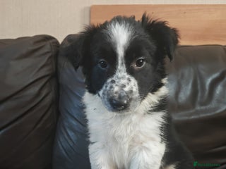 Border Collie dogs - Advert 1