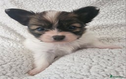 Papillon dogs for sale: KC Papillon. DNA health tested.  - Image 13