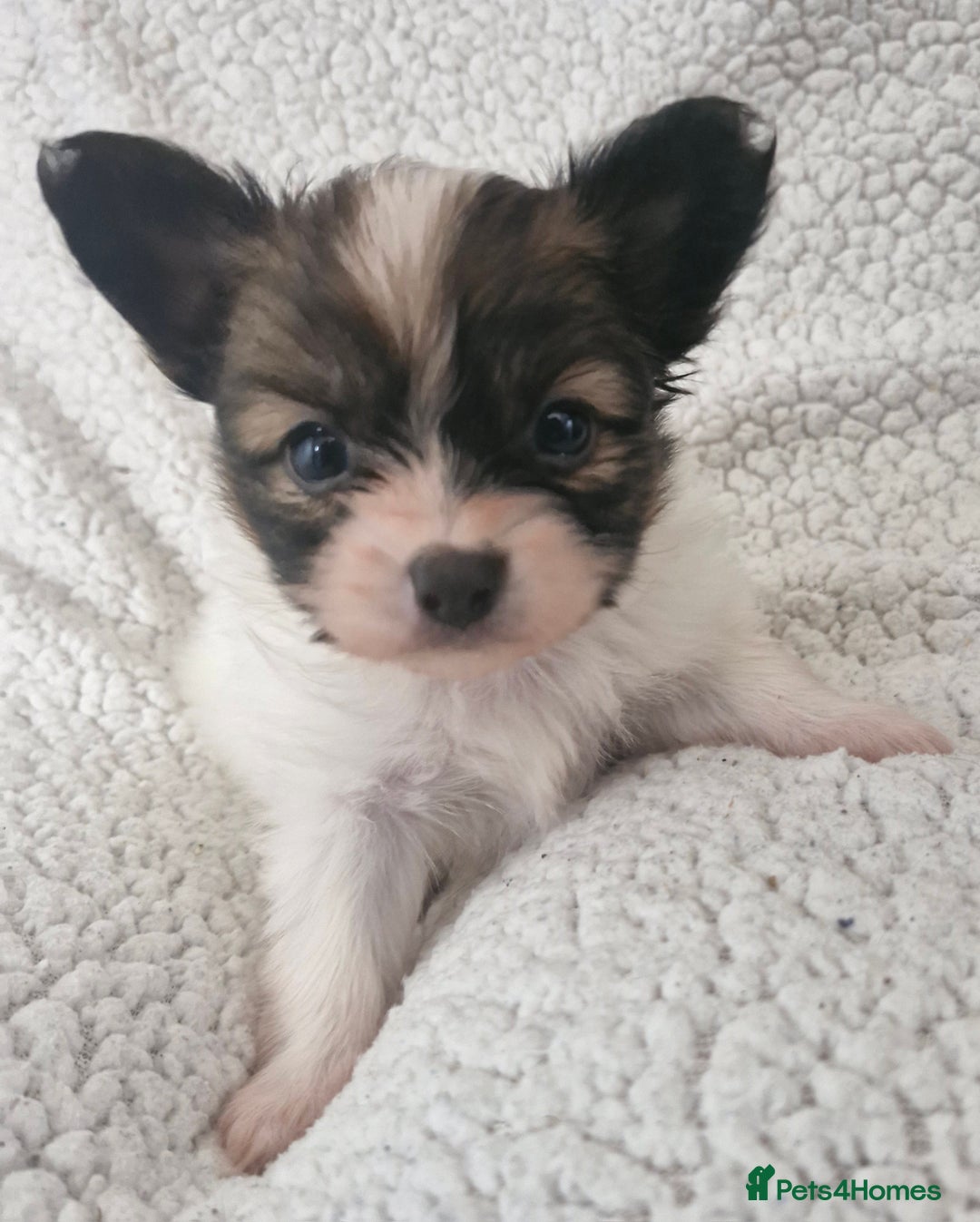 Papillon dogs for sale: KC Papillon. DNA health tested.  - Image 13