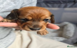 Miniature Dachshund dogs for sale: Miniature Dachshunds Seeking Forever Homes - Image 33