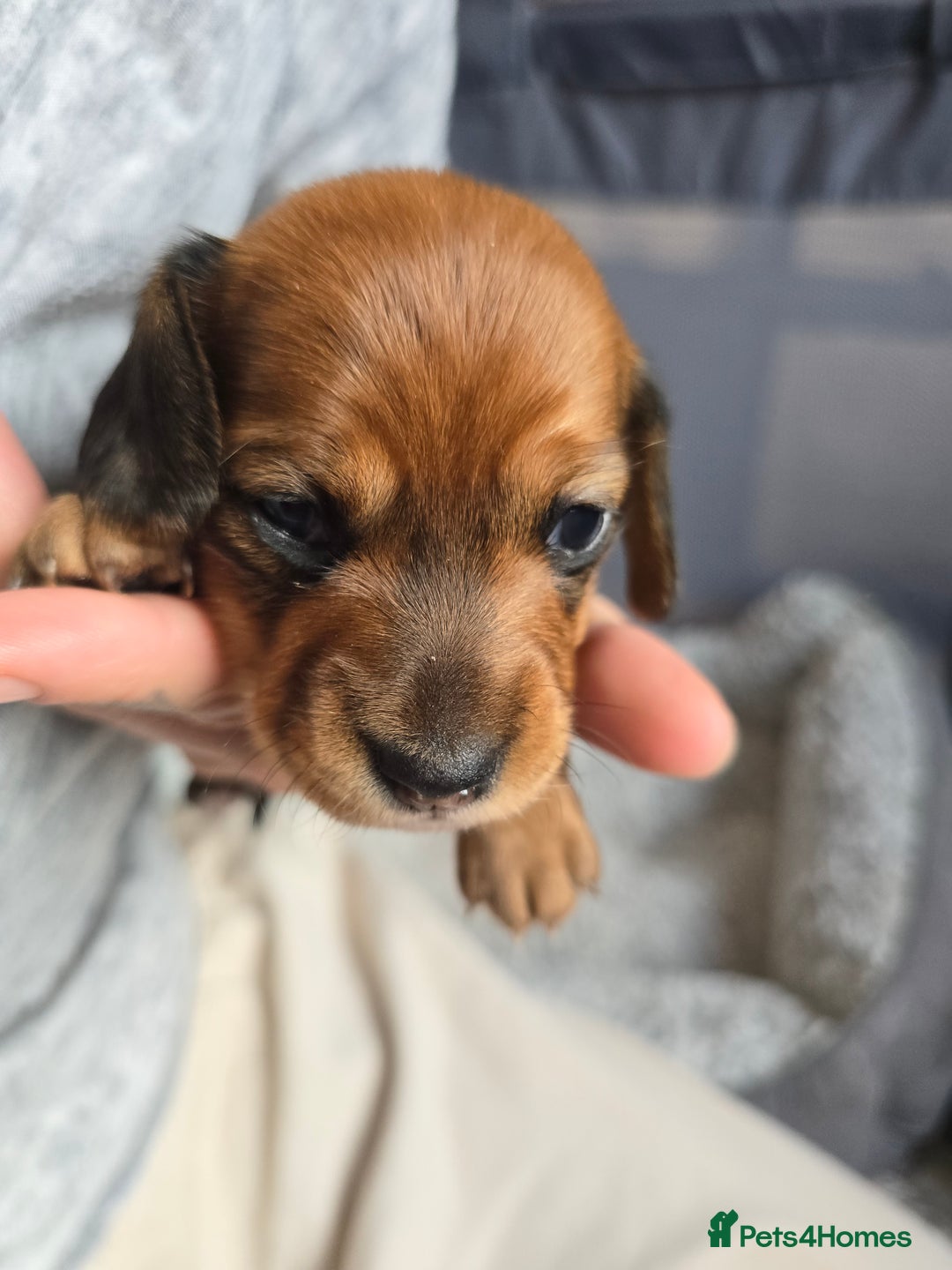 Miniature Dachshund dogs for sale: Miniature Dachshunds Seeking Forever Homes - Image 33