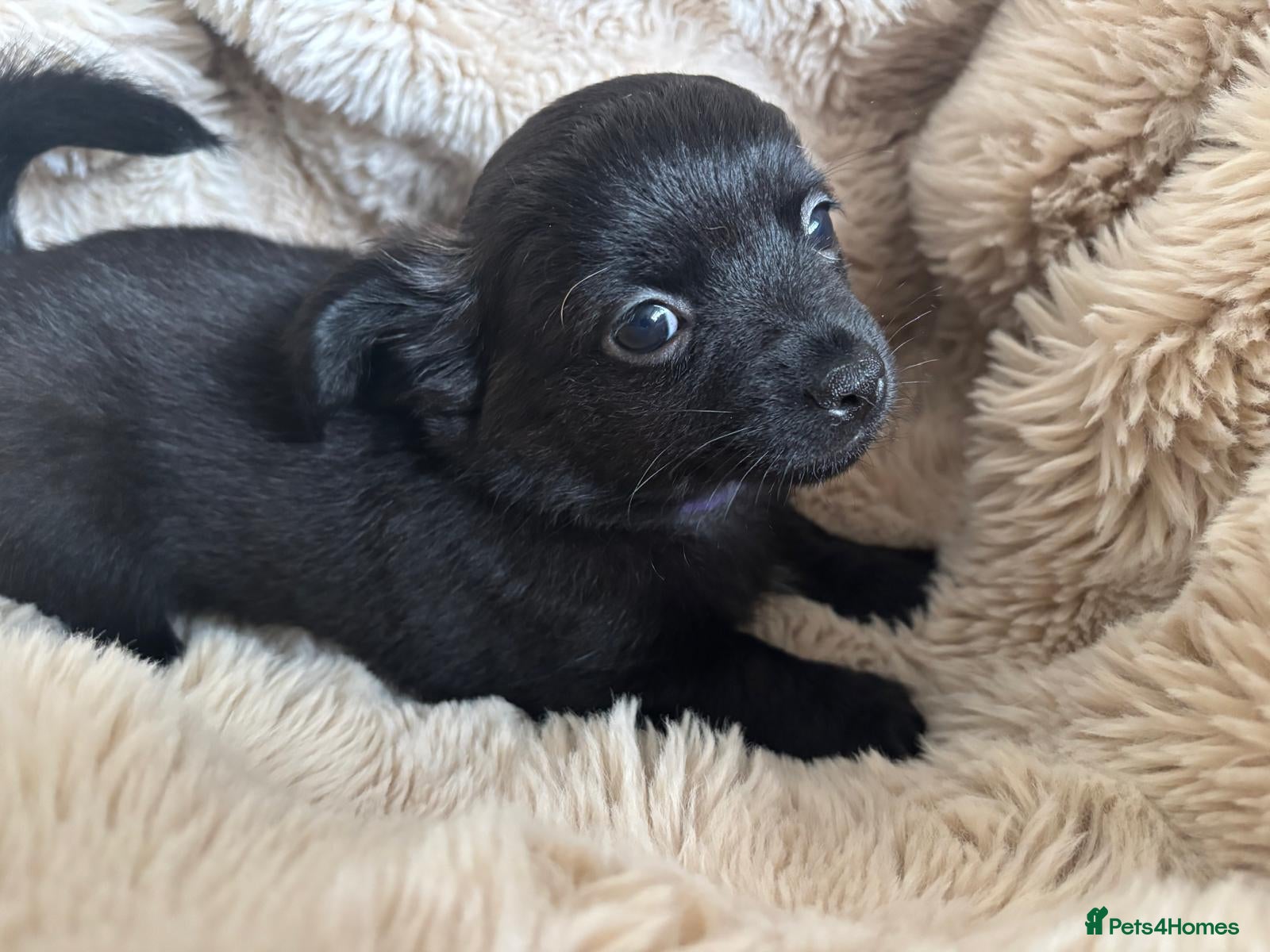 Chihuahua dogs Beautiful long haired black chihuahua puppies - Advert 2
