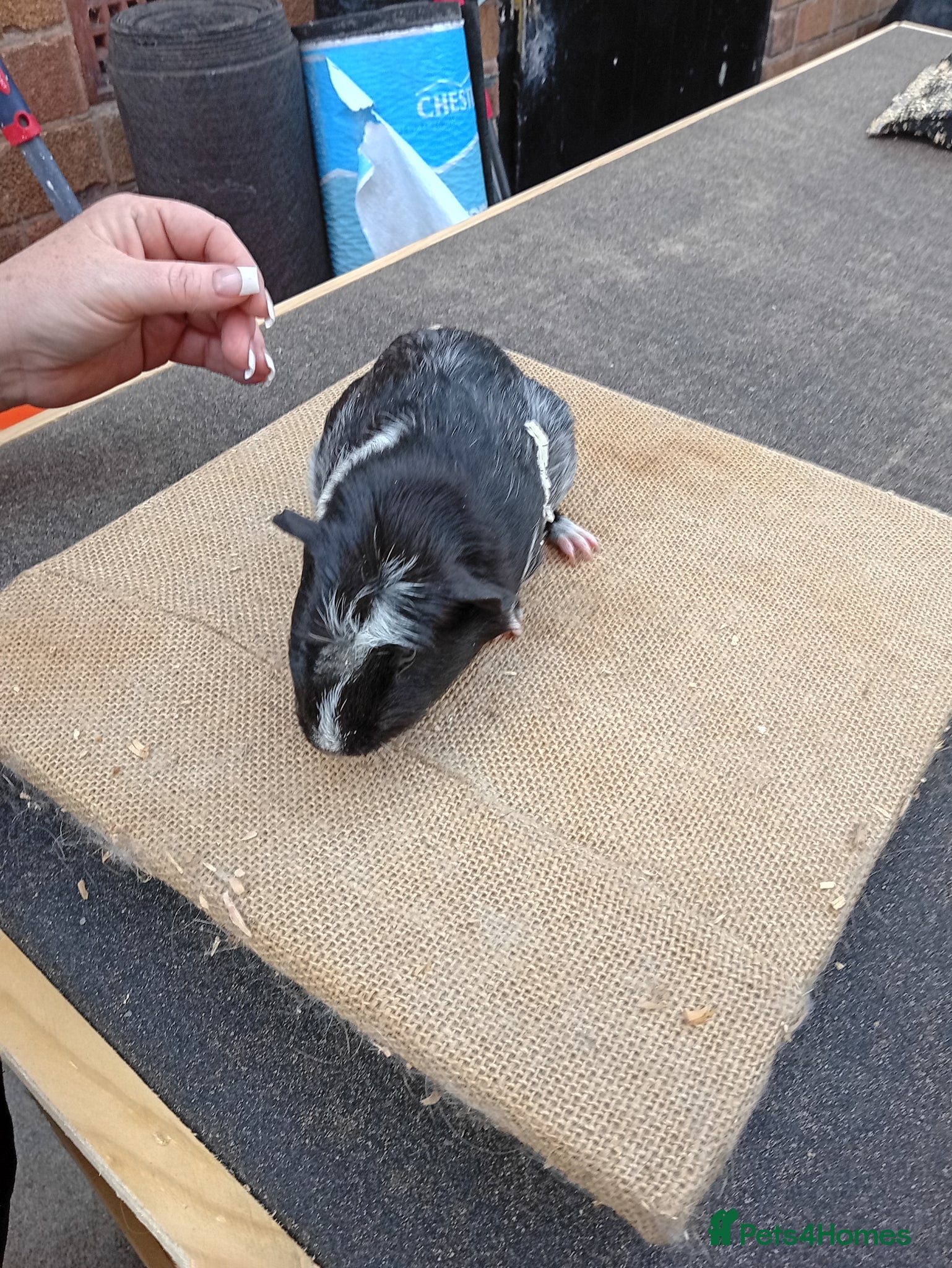Guinea Pig rodents Babe guinea pigs sows - Advert 1