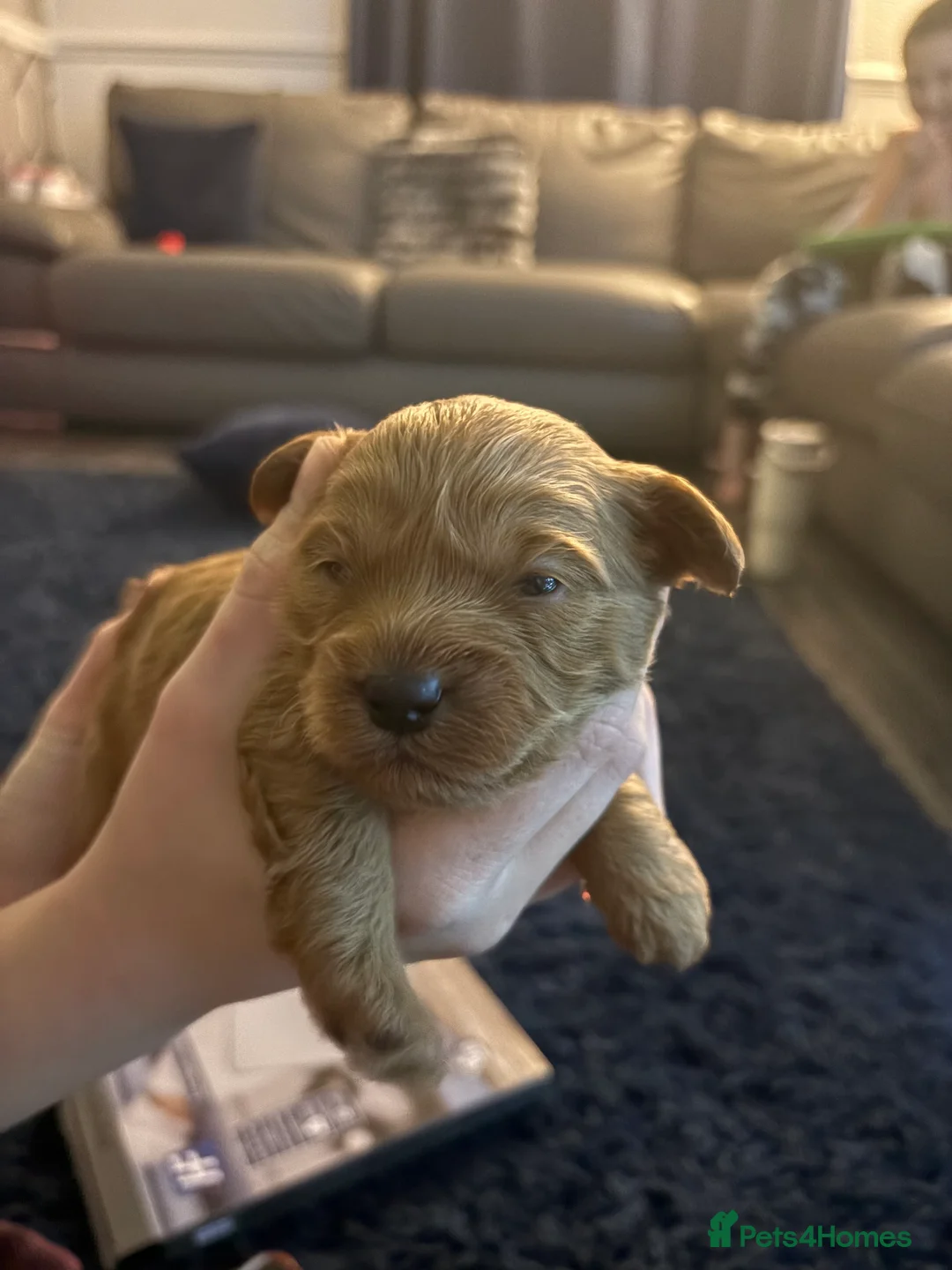 Shihpoo dogs for sale: ✨ REDUCED PRICE. Last Shihpoo Puppy Left  ✨ - Advert 14