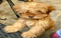 Mixed Breed dogs for sale: ADORABLE LITTER OF SHIH TZU/CHIHUAHUAS - Image 1