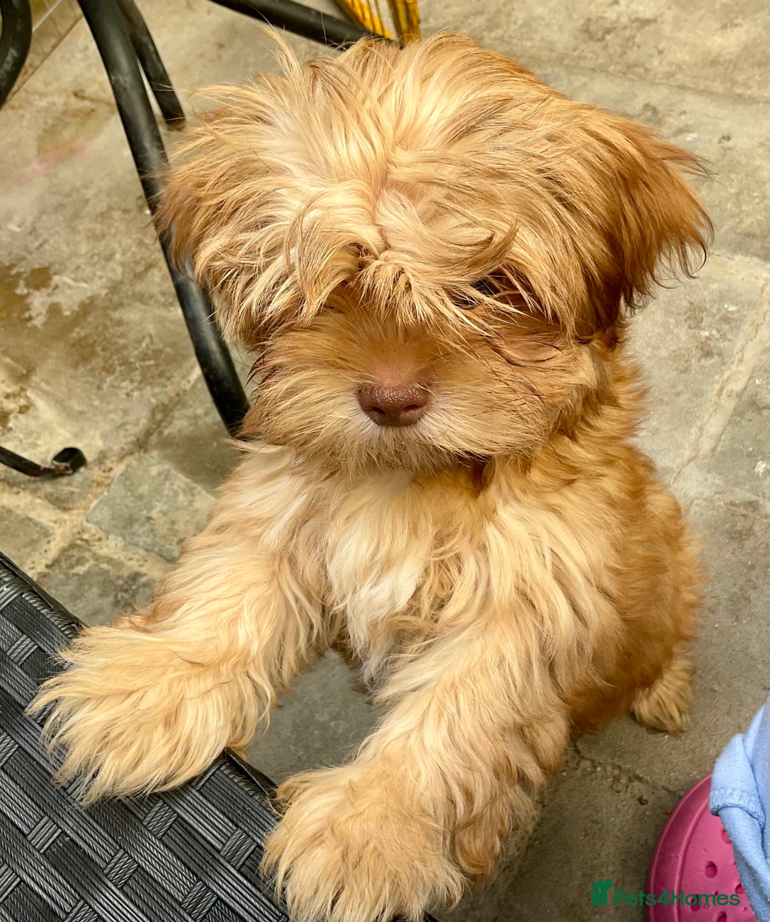 Mixed Breed dogs for sale: ADORABLE LITTER OF SHIH TZU/CHIHUAHUAS - Image 1