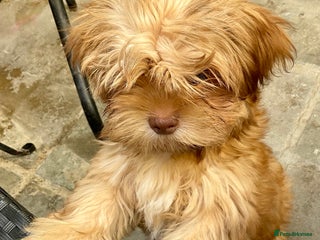 Mixed Breed dogs - Advert 4