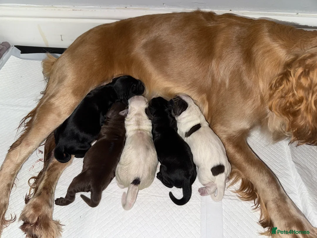 Cocker Spaniel dogs for sale: 5 working cocker spaniel pups  - Advert 1