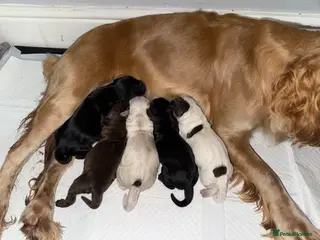 Cocker Spaniel dogs 5 working cocker spaniel pups - Advert 11