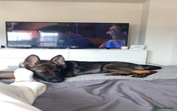 German Shepherd dogs for sale: Scout - Image 2