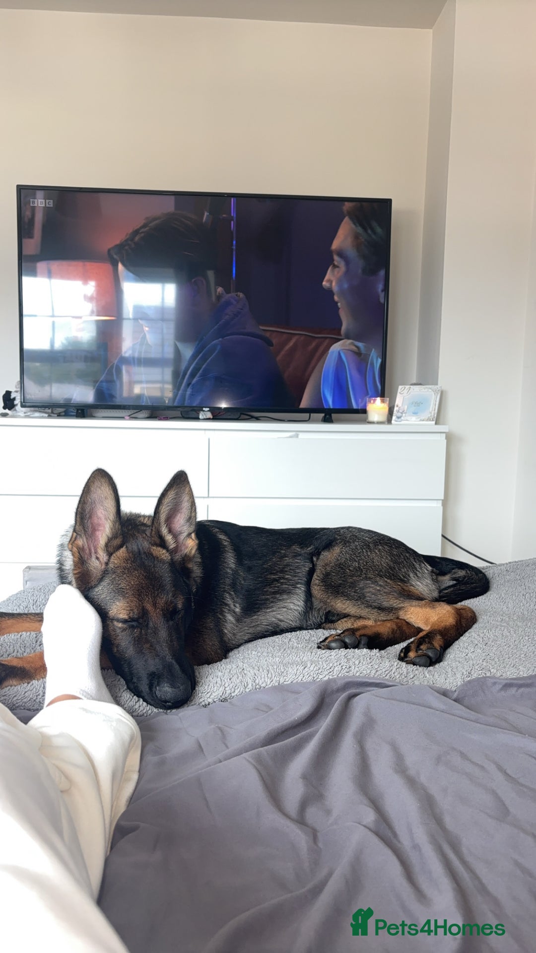 German Shepherd dogs for sale: Scout - Image 2