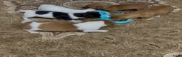 Jack Russell dogs for sale: Jack russel pups  in Darwen - Advert 13