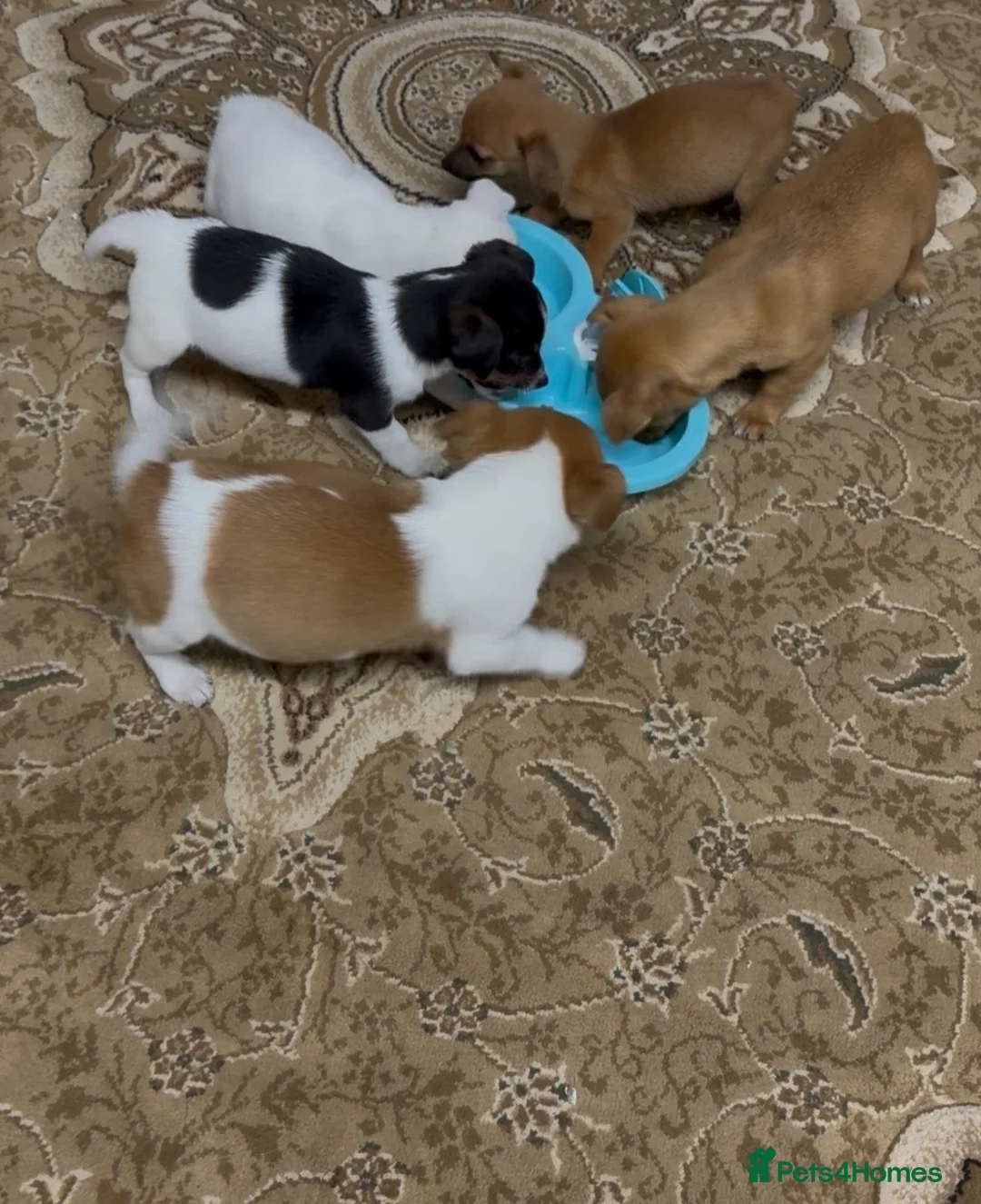 Jack Russell dogs for sale: Jack russel pups  in Darwen - Advert 13
