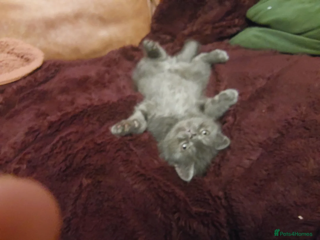 Persian cats for sale: Beautiful Persian exotics  - Advert 2
