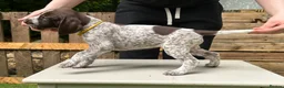German Shorthaired Pointer dogs for sale: KC Reg GSP Pups (5 LEFT!) - Advert 25