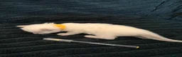 Ragdoll cats for sale: Beautiful Ragdoll Kittens Looking for Loving Home - Advert 18