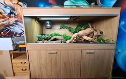 Python Snake reptiles for sale: Pastel leopard ball python  - Image 7
