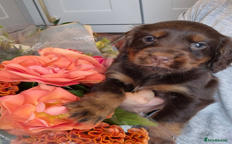 Cocker Spaniel dogs - Advert 3