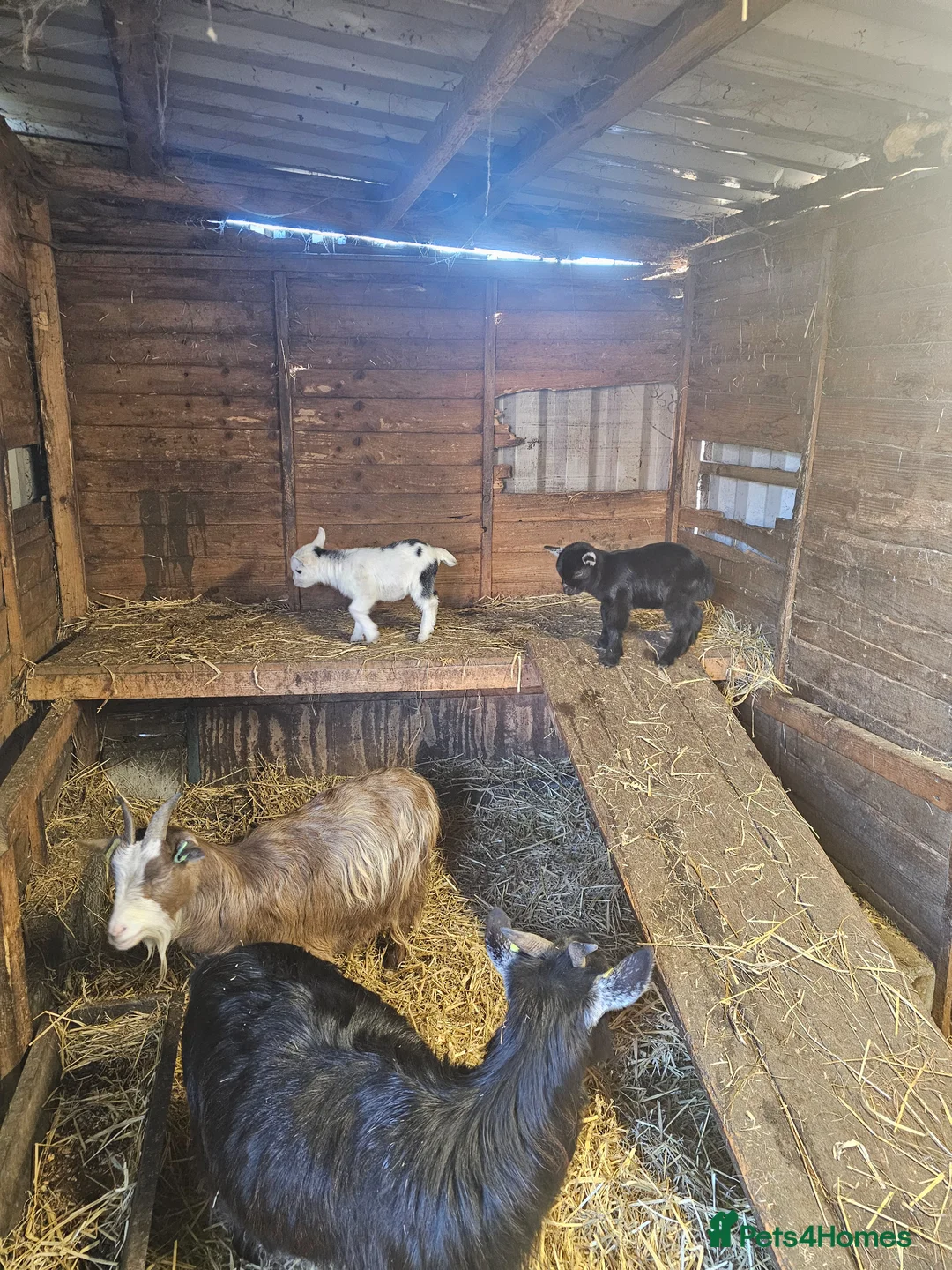 Goats livestock for sale: Pygmy goats mums with kids at foot - Advert 19