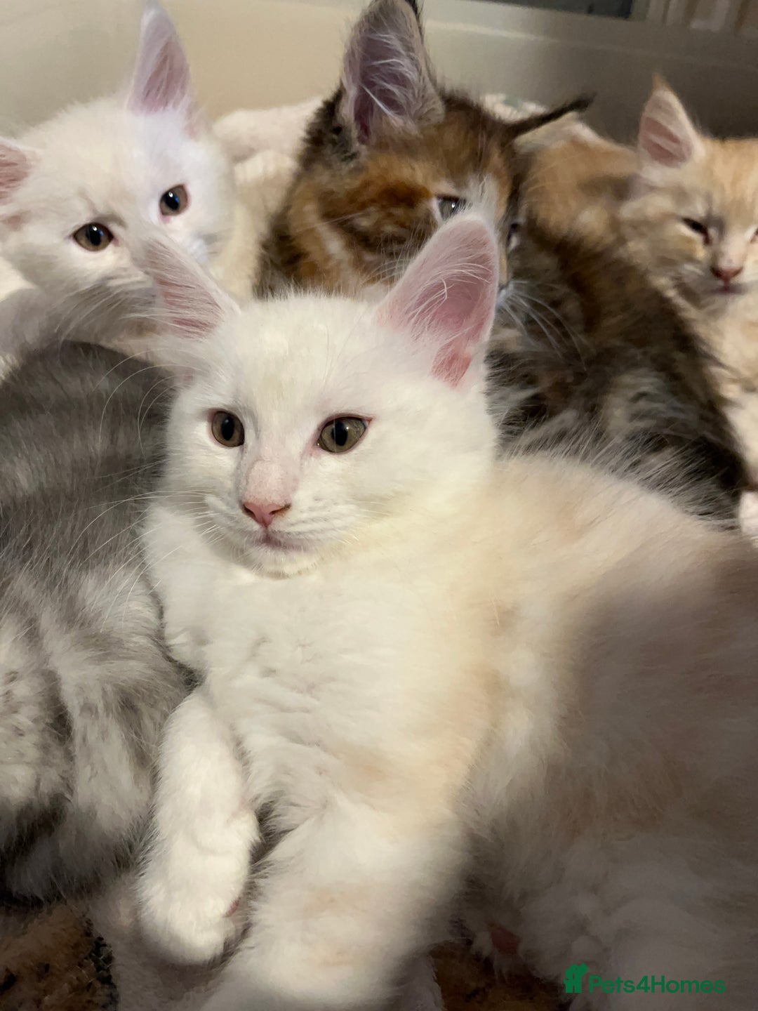 Maine Coon cats for sale: Purebred Maincoons Kittens - Advert 13