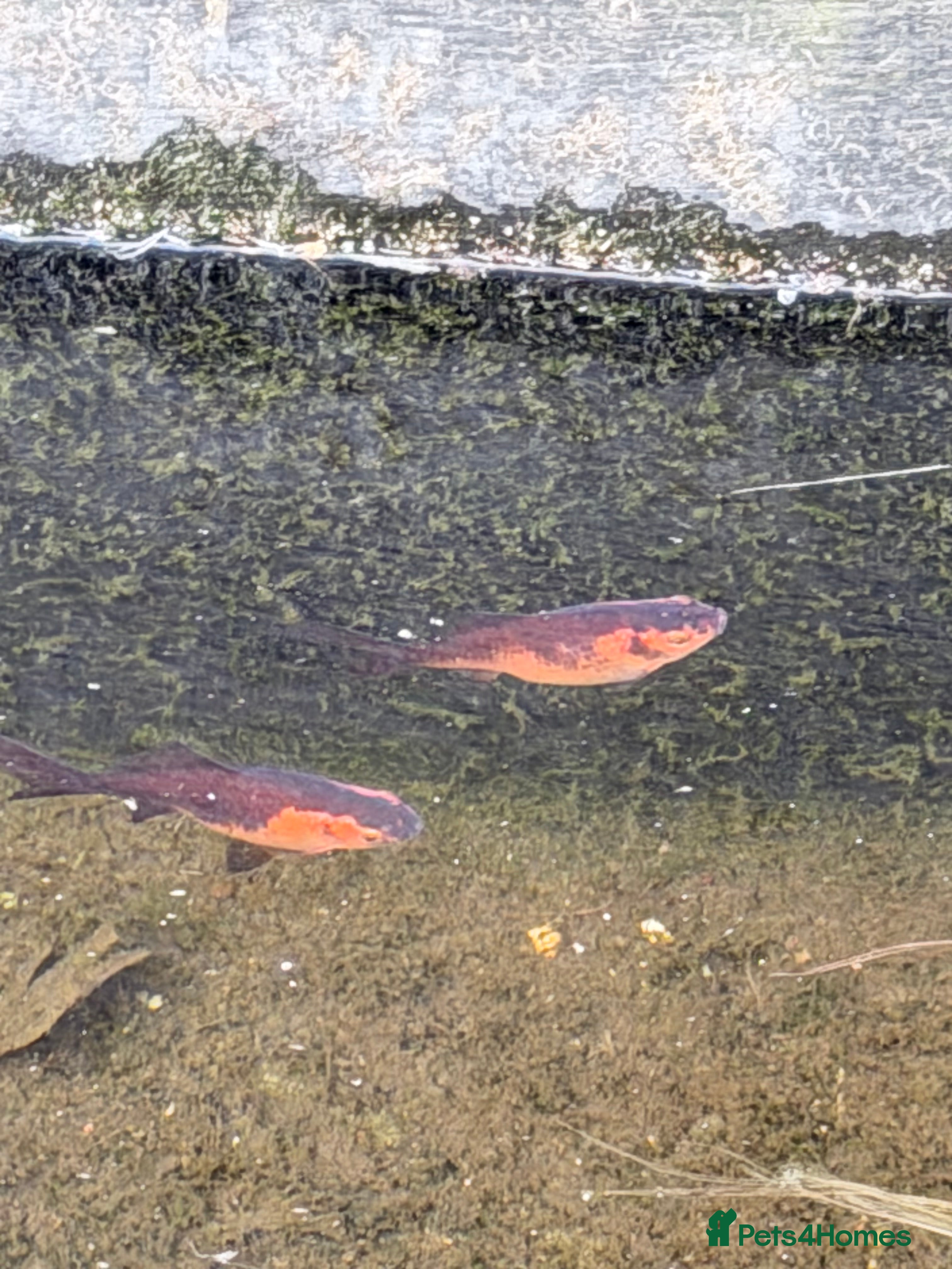 Goldfish fish 2 goldfish  in Nottingham - Advert 13