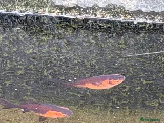 Goldfish fish 2 goldfish in Nottingham - Advert 13