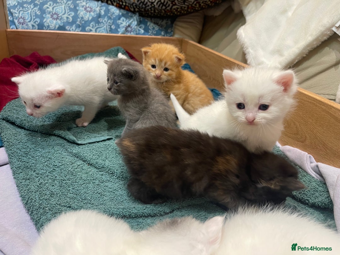 Ragdoll cats for sale: 8 Gorgeous kittens for sale (Reservation) - Image 9