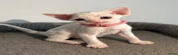 Devon Rex cats for sale: 😻 Devon rex Kittens available 😻❤️ - Advert 15