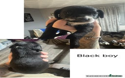 Mixed Breed dogs for sale: Dalmapoo - Image 7