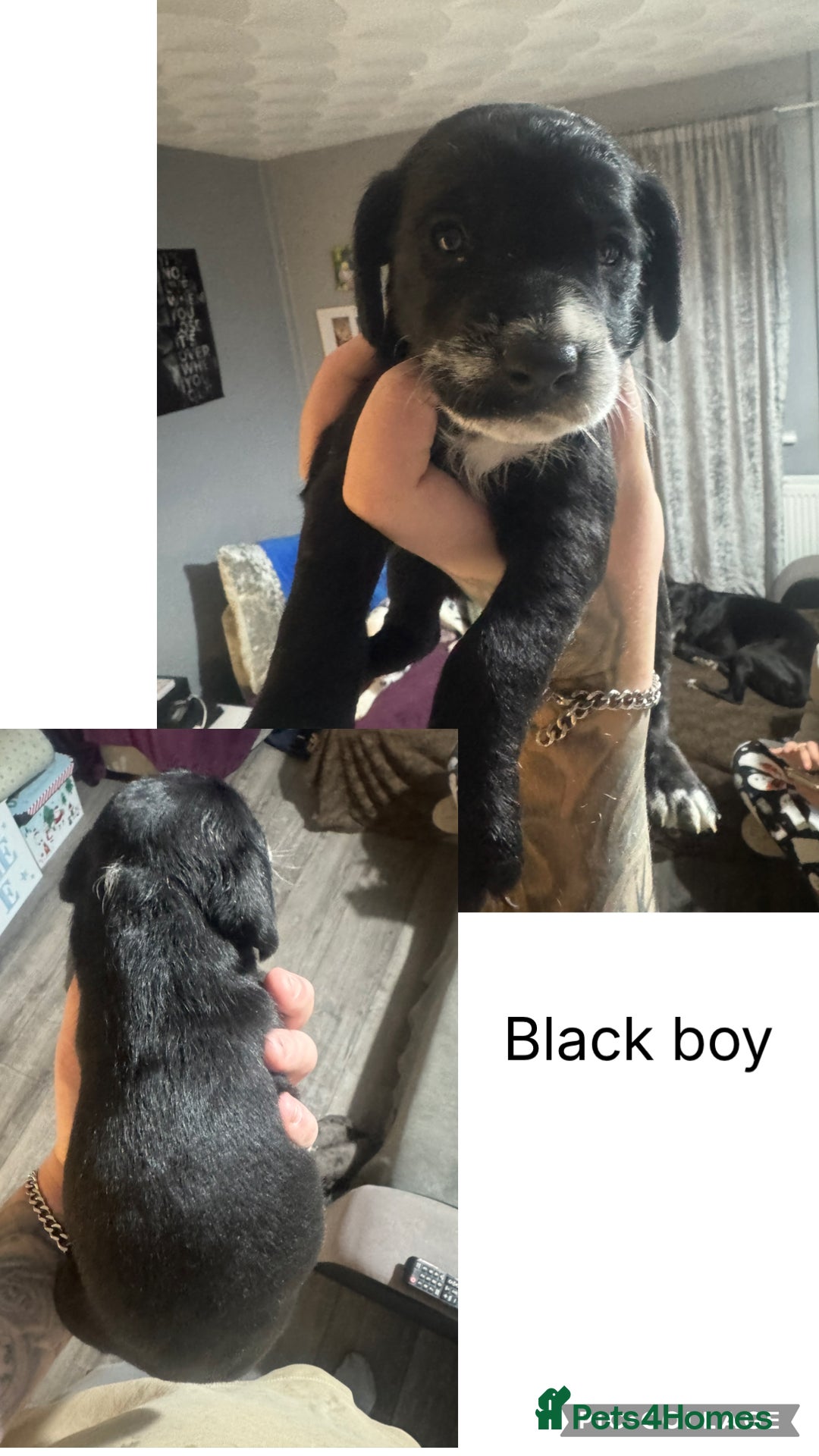 Mixed Breed dogs for sale: Dalmapoo - Image 7