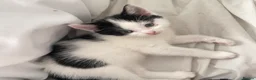 Mixed Breed cats for sale: Cute adorable kittens - Advert 5